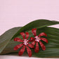 Scarlet Petal Drops