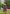 Scarlet Off-Shoulder Midi Dress
